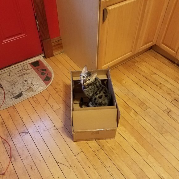 Meet your Posher, Posh - Picture 4 of 6